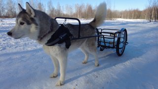 Тележка для собак